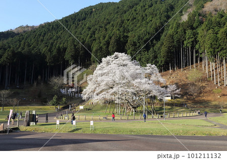 日本三大桜　根尾谷淡墨桜【淡墨公園】／ 岐阜県本巣市 101211132