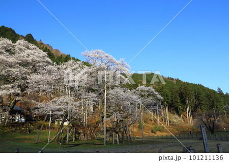 日本三大桜　根尾谷淡墨桜【淡墨公園】／ 岐阜県本巣市 101211136