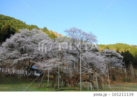 日本三大桜　根尾谷淡墨桜【淡墨公園】／ 岐阜県本巣市 101211139