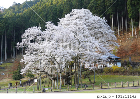 日本三大桜　根尾谷淡墨桜【淡墨公園】／ 岐阜県本巣市 101211142