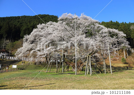 日本三大桜 根尾谷淡墨桜【淡墨公園】／ 岐阜県本巣市の写真素材