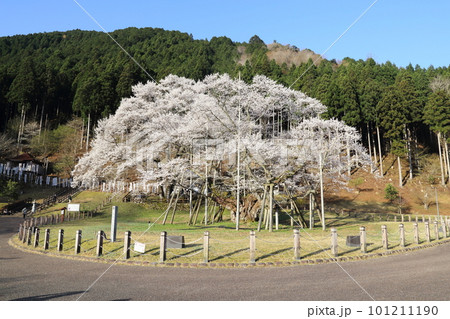 日本三大桜 根尾谷淡墨桜【淡墨公園】/ 岐阜県本巣市 日本三大桜 根尾谷淡墨桜【淡墨公園】/ 岐阜県本巣市 101211190