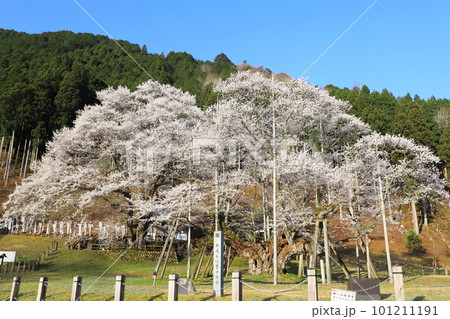 日本三大桜 根尾谷淡墨桜【淡墨公園】/ 岐阜県本巣市 日本三大桜 根尾谷淡墨桜【淡墨公園】/ 岐阜県本巣市 101211191