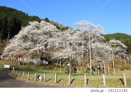 日本三大桜　根尾谷淡墨桜【淡墨公園】／ 岐阜県本巣市 101211192