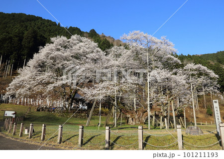 日本三大桜 根尾谷淡墨桜【淡墨公園】／ 岐阜県本巣市の写真素材