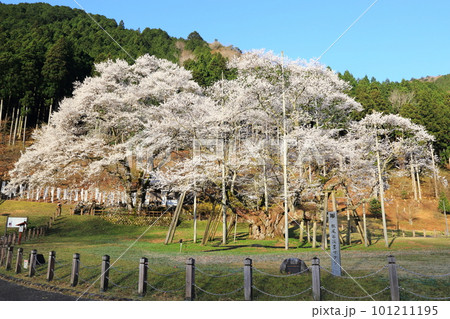 日本三大桜　根尾谷淡墨桜【淡墨公園】／ 岐阜県本巣市 101211195