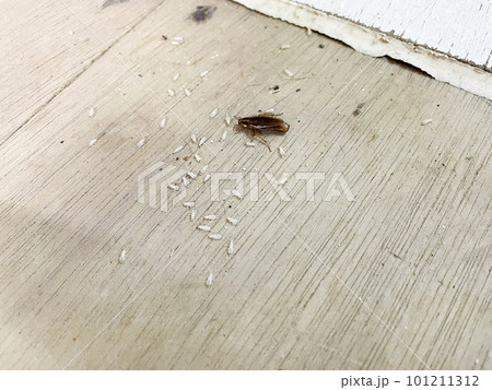 生まれたてのチャバネゴキブリとお母さんゴキブリ 101211312