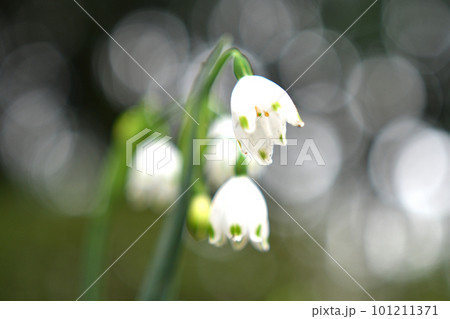 スノーフレークの花のクローズアップ スノーフレークの花のクローズアップ 101211371