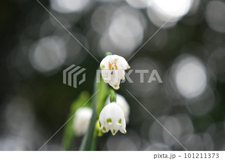 スノーフレークの花のクローズアップ 101211373