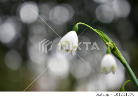 スノーフレークの花のクローズアップ 101211376