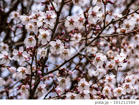 桜 桜 101211569