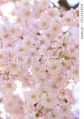 満開に咲き誇る枝垂れ桜 101211829