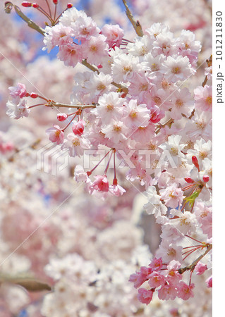 満開に咲き誇る枝垂れ桜 満開に咲き誇る枝垂れ桜 101211830
