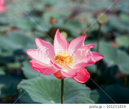 Nature photo: Lotus flowers. This is beautifull flowers. 101211854