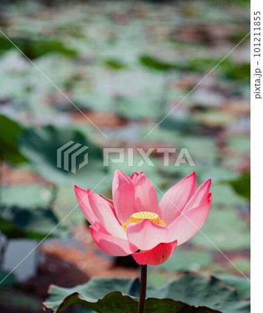 Nature photo: Lotus flowers. This is beautifull flowers. Nature photo: Lotus flowers. This is beautifull flowers. 101211855