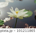 Nature photo: Lotus flowers. This is beautifull flowers. 101211865