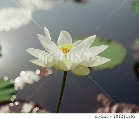 Nature photo: Lotus flowers. This is beautifull flowers. Nature photo: Lotus flowers. This is beautifull flowers. 101211865
