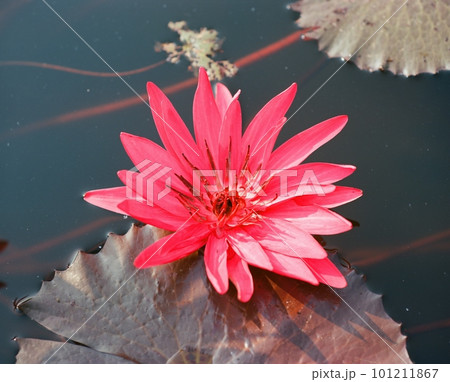 Nature photo: Lyly flowers. This is beautifull flowers. Nature photo: Lyly flowers. This is beautifull flowers. 101211867