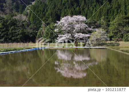 神龍桜【淡墨桜 ・ 水鏡】／ 岐阜県本巣市根尾中 101211877