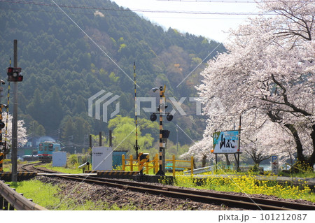 樽見鉄道 ・ 木知原( こちぼら) 駅の満開桜 【 岐阜県本巣市】 101212087