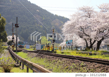 樽見鉄道 ・ 木知原( こちぼら) 駅の満開桜 【 岐阜県本巣市】 樽見鉄道 ・ 木知原( こちぼら) 駅の満開桜 【 岐阜県本巣市】 101212088
