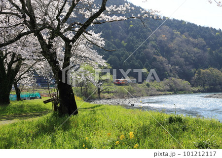 樽見鉄道 ・ 木知原( こちぼら) 駅の満開桜 【 岐阜県本巣市】 樽見鉄道 ・ 木知原( こちぼら) 駅の満開桜 【 岐阜県本巣市】 101212117