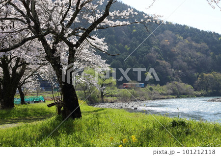 樽見鉄道 ・ 木知原( こちぼら) 駅の満開桜 【 岐阜県本巣市】 101212118