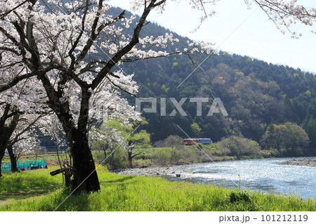 樽見鉄道 ・ 木知原( こちぼら) 駅の満開桜 【 岐阜県本巣市】 樽見鉄道 ・ 木知原( こちぼら) 駅の満開桜 【 岐阜県本巣市】 101212119