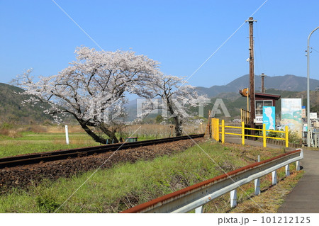 樽見鉄道 ・ 木知原( こちぼら) 駅の満開桜 【 岐阜県本巣市】 101212125