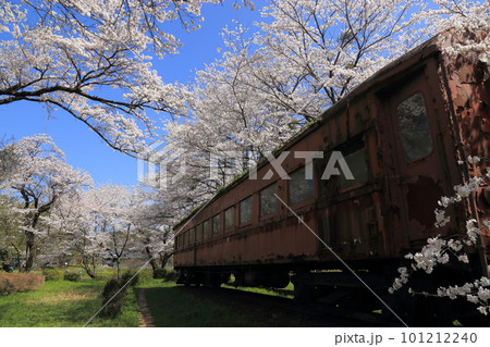 樽見鉄道 ・ 谷汲口駅の満開桜 と 構内保存オハフ33形客車【 岐阜県揖斐川町】 樽見鉄道 ・ 谷汲口駅の満開桜 と 構内保存オハフ33形客車【 岐阜県揖斐川町】 101212240