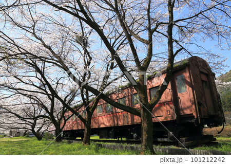 樽見鉄道 ・ 谷汲口駅の満開桜 と 構内保存オハフ33形客車【 岐阜県揖斐川町】 樽見鉄道 ・ 谷汲口駅の満開桜 と 構内保存オハフ33形客車【 岐阜県揖斐川町】 101212242