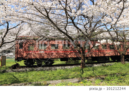 樽見鉄道 ・ 谷汲口駅の満開桜 と 構内保存オハフ33形客車【 岐阜県揖斐川町】 101212244