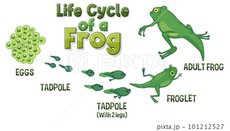 Frog Life Cycle Diagram Frog Life Cycle Diagram 101212527