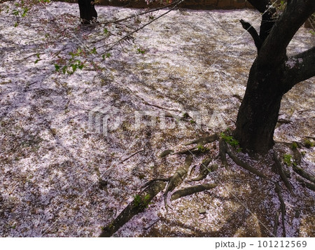 桜の花弁の絨毯 101212569