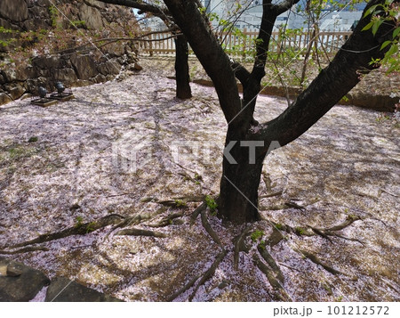 桜の花弁の絨毯 桜の花弁の絨毯 101212572