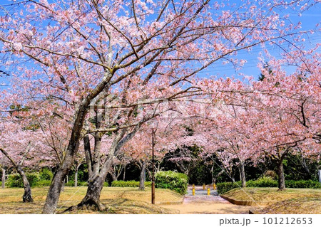 さくらの森公園 101212653