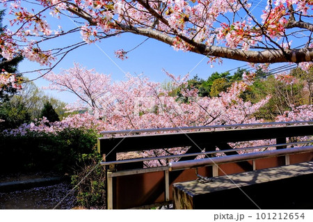 さくらの森公園 さくらの森公園 101212654
