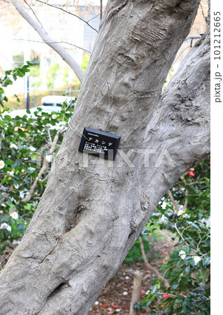 赤四手（アカシデ）の木肌と幹 101212665