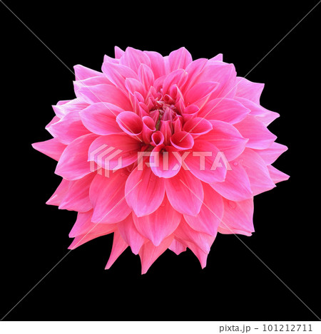 Pink dahlia flower isolated on black background 101212711