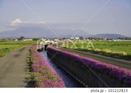 蓼池の芝桜　R5年 101212813