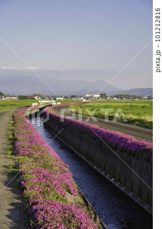 蓼池の芝桜　R5年 101212816