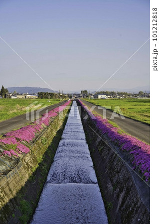 蓼池の芝桜　R5年 101212818