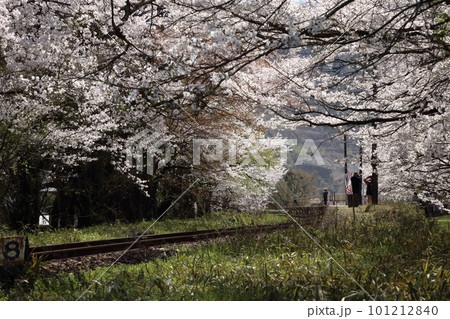 樽見鉄道 ・ 谷汲口駅の満開桜【 岐阜県揖斐川町】 101212840