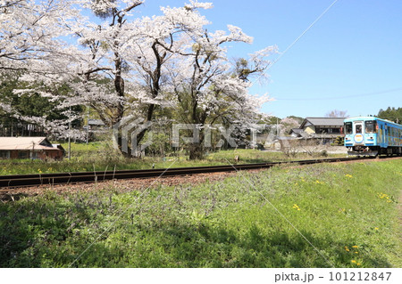 樽見鉄道 ・ 谷汲口駅の満開桜【 岐阜県揖斐川町】 樽見鉄道 ・ 谷汲口駅の満開桜【 岐阜県揖斐川町】 101212847