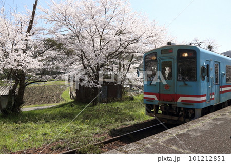 樽見鉄道 ・ 谷汲口駅の満開桜【 岐阜県揖斐川町】 101212851