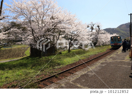 樽見鉄道 ・ 谷汲口駅の満開桜【 岐阜県揖斐川町】 樽見鉄道 ・ 谷汲口駅の満開桜【 岐阜県揖斐川町】 101212852