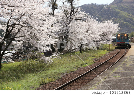 樽見鉄道 ・ 谷汲口駅の満開桜【 岐阜県揖斐川町】 樽見鉄道 ・ 谷汲口駅の満開桜【 岐阜県揖斐川町】 101212863