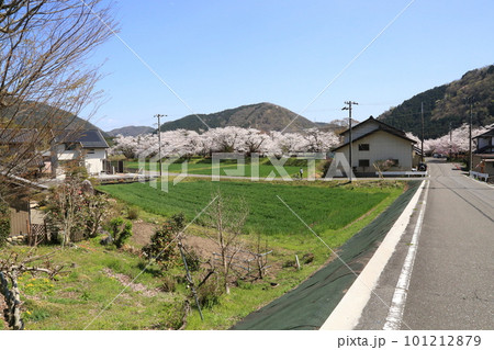 樽見鉄道 ・ 谷汲口駅の満開桜【 岐阜県揖斐川町】 101212879
