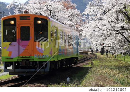 樽見鉄道 ・ 谷汲口駅の満開桜【 岐阜県揖斐川町】 101212895