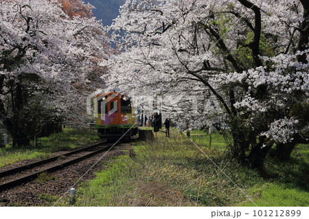 樽見鉄道 ・ 谷汲口駅の満開桜【 岐阜県揖斐川町】 樽見鉄道 ・ 谷汲口駅の満開桜【 岐阜県揖斐川町】 101212899